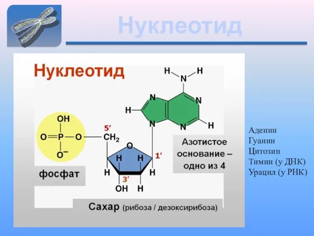 Нуклеотид Аденин Гуанин Цитозин Тимин (у ДНК) Урацил (у РНК)