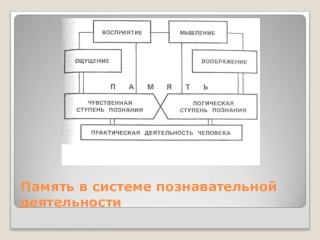 Память в системе познавательной деятельности