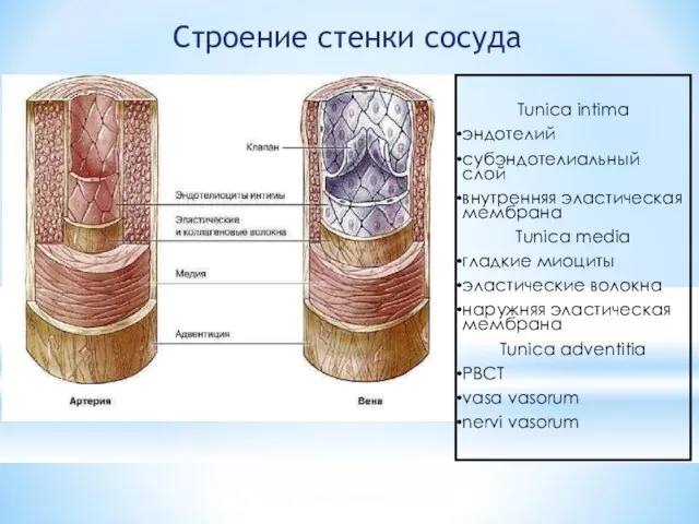 Строение стенки сосуда Tunica intima эндотелий субэндотелиальный слой внутренняя эластическая мембрана Tunica