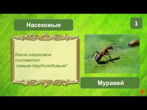 Насекомые Муравей 1 Какое насекомое считается самым трудолюбивым?