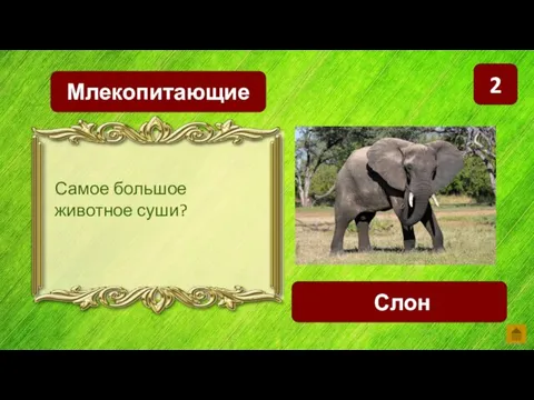 2 Млекопитающие Слон Самое большое животное суши?
