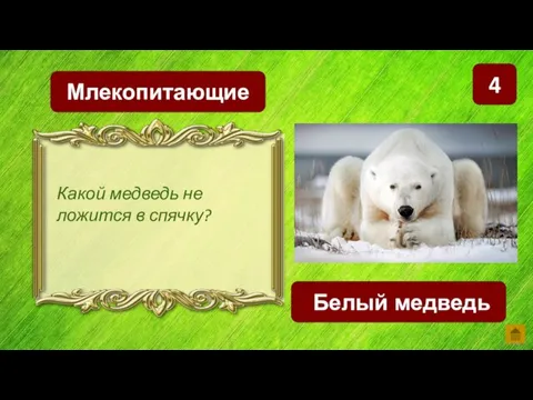 4 Млекопитающие Белый медведь Какой медведь не ложится в спячку?