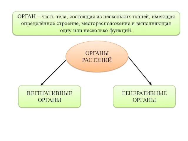 ОРГАН – часть тела, состоящая из нескольких тканей, имеющая определённое строение, месторасположение