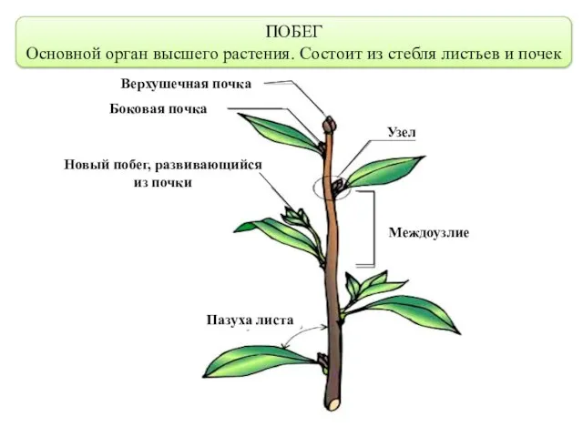 ПОБЕГ Основной орган высшего растения. Состоит из стебля листьев и почек Верхушечная