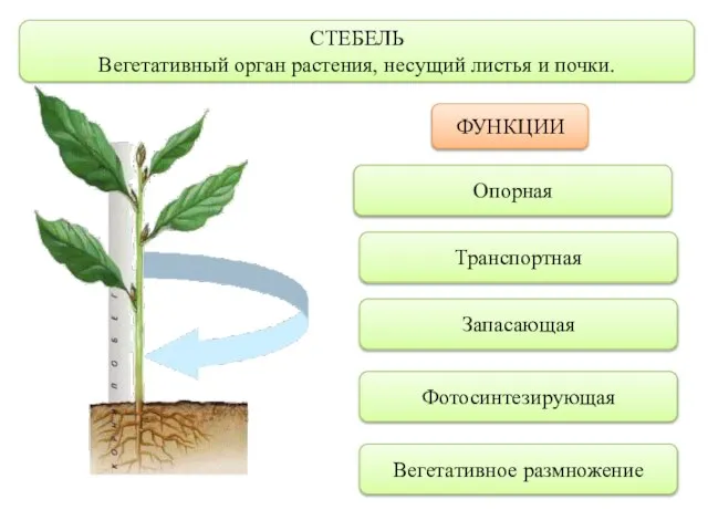 СТЕБЕЛЬ Вегетативный орган растения, несущий листья и почки. ФУНКЦИИ Опорная Транспортная Запасающая Фотосинтезирующая Вегетативное размножение