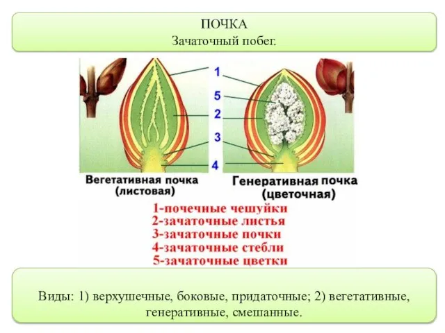 ПОЧКА Зачаточный побег. Виды: 1) верхушечные, боковые, придаточные; 2) вегетативные, генеративные, смешанные.