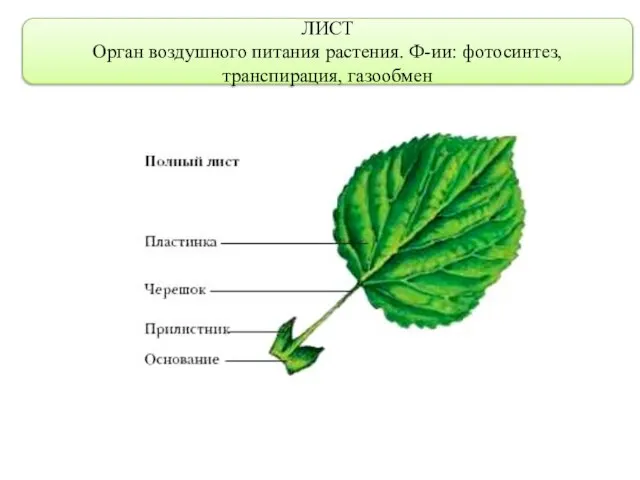 ЛИСТ Орган воздушного питания растения. Ф-ии: фотосинтез, транспирация, газообмен