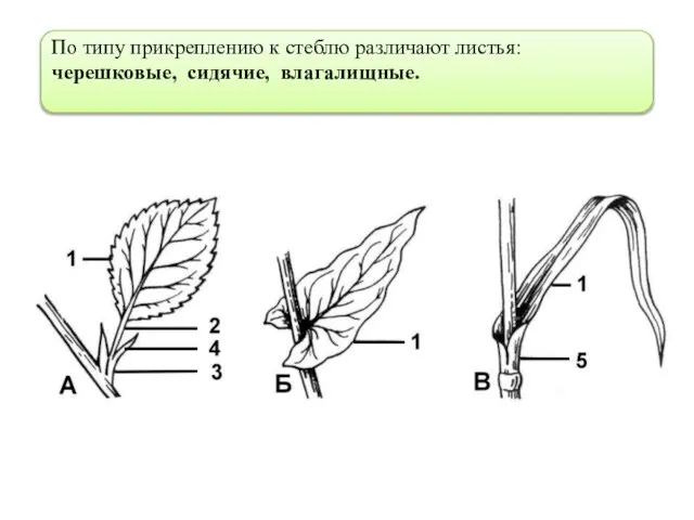 По типу прикреплению к стеблю различают листья: черешковые, сидячие, влагалищные.
