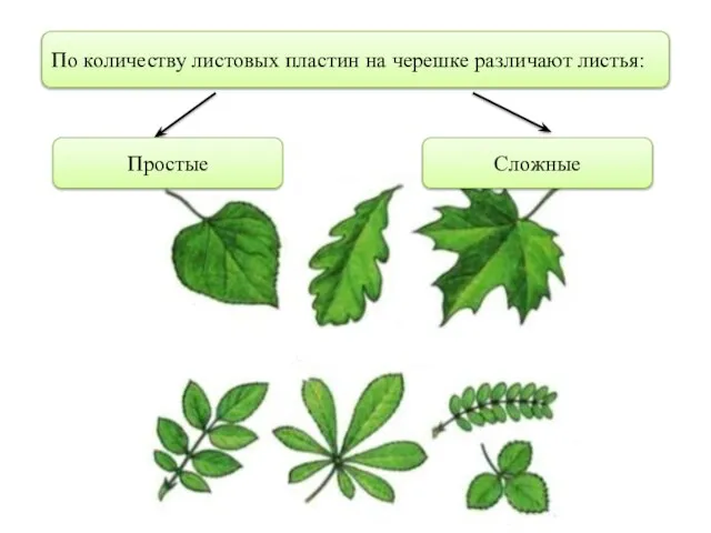 По количеству листовых пластин на черешке различают листья: Простые Сложные