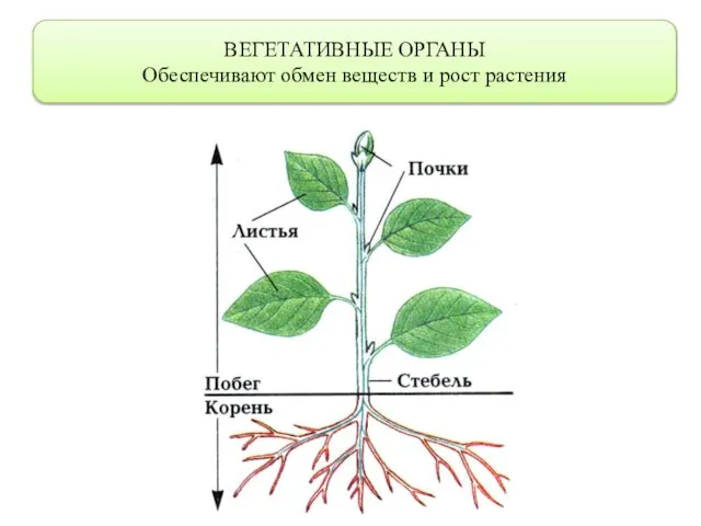 ВЕГЕТАТИВНЫЕ ОРГАНЫ Обеспечивают обмен веществ и рост растения