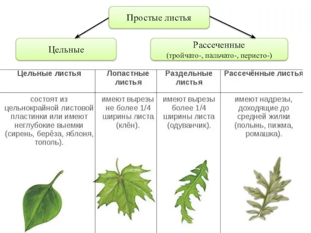 Цельные Рассеченные (тройчато-, пальчато-, перисто-) Простые листья