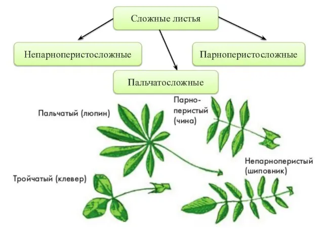 Парноперистосложные Непарноперистосложные Сложные листья Пальчатосложные