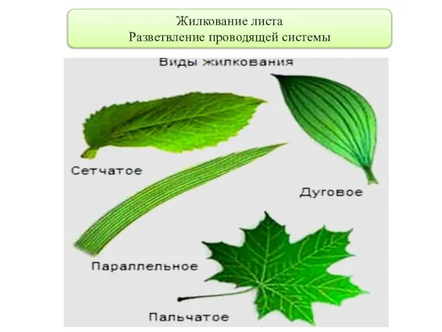 Жилкование листа Разветвление проводящей системы