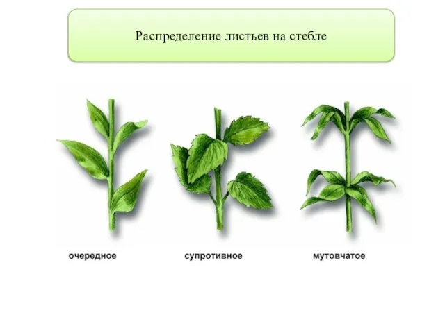 Распределение листьев на стебле