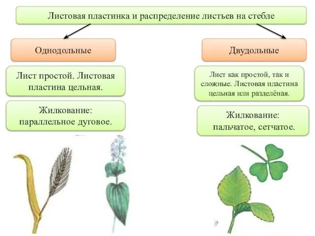 Листовая пластинка и распределение листьев на стебле Однодольные Двудольные Лист простой. Листовая