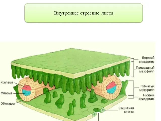 Внутреннее строение листа