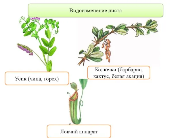 Видоизменение листа Колючки (барбарис, кактус, белая акация) Усик (чина, горох) Ловчий аппарат