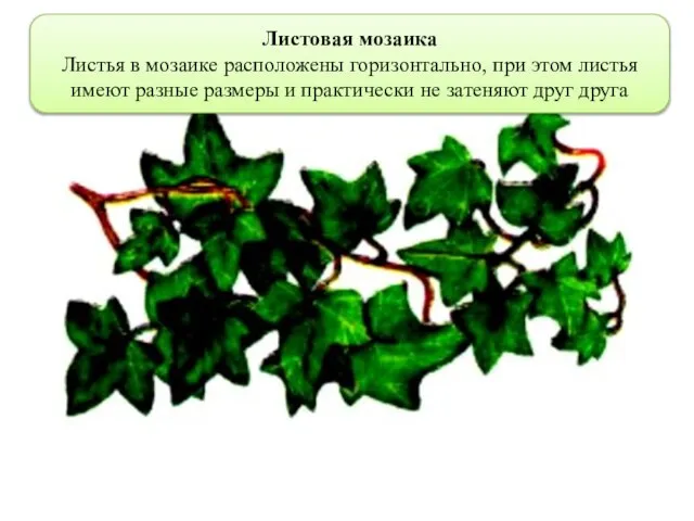 Листовая мозаика Листья в мозаике расположены горизонтально, при этом листья имеют разные