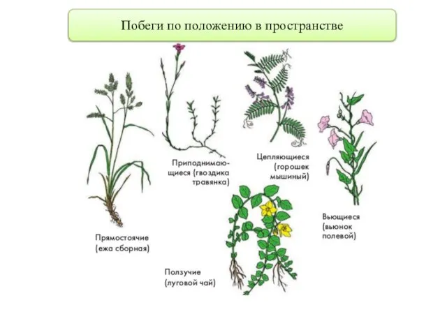 Побеги по положению в пространстве