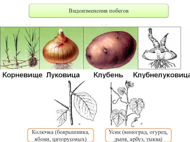 Видоизменения побегов Колючка (боярышника, ябони, циторусовых) Усик (виноград, огурец, дыня, арбуз, тыква)