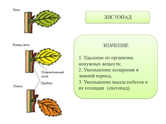 ЛИСТОПАД ЗНАЧЕНИЕ 1. Удаление из организма ненужных веществ; 2. Уменьшение испарения в