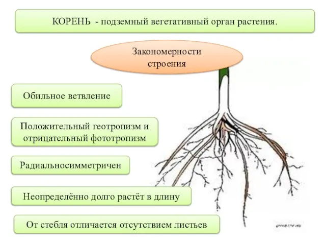 КОРЕНЬ - подземный вегетативный орган растения. Закономерности строения Обильное ветвление Положительный геотропизм