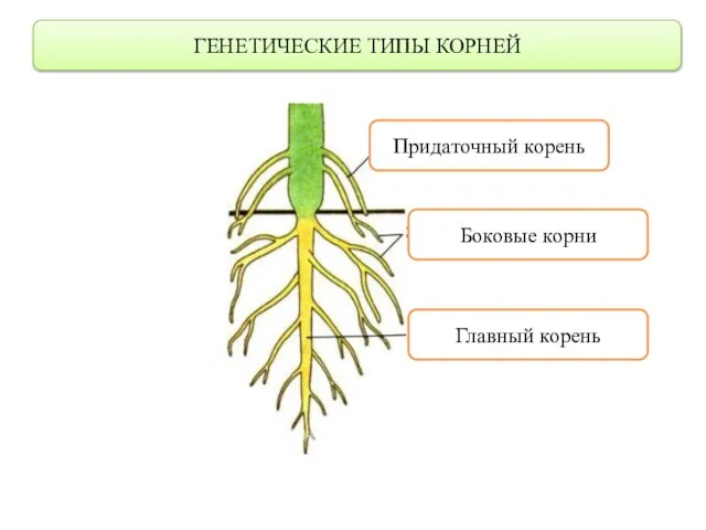 ГЕНЕТИЧЕСКИЕ ТИПЫ КОРНЕЙ Главный корень Придаточный корень Боковые корни