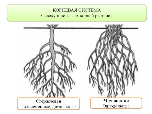 КОРНЕВАЯ СИСТЕМА Совокупность всех корней растения Стержневая Голосеменные, двудольные Мочковатая Однодольные