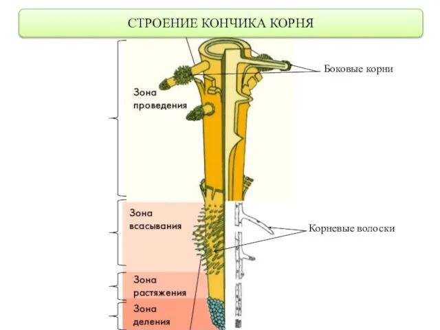 СТРОЕНИЕ КОНЧИКА КОРНЯ Боковые корни Корневые волоски