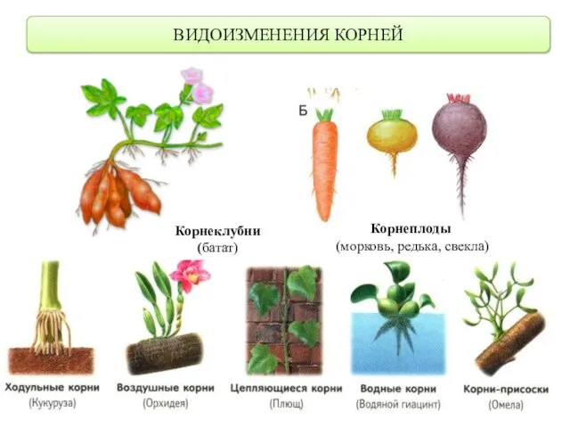 ВИДОИЗМЕНЕНИЯ КОРНЕЙ Корнеклубни (батат) Корнеплоды (морковь, редька, свекла)