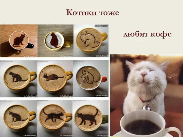 Котики тоже любят кофе