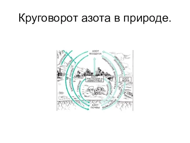 Круговорот азота в природе.