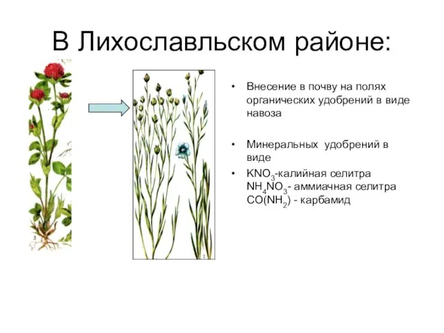 В Лихославльском районе: Внесение в почву на полях органических удобрений в виде