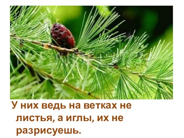 У них ведь на ветках не листья, а иглы, их не разрисуешь.