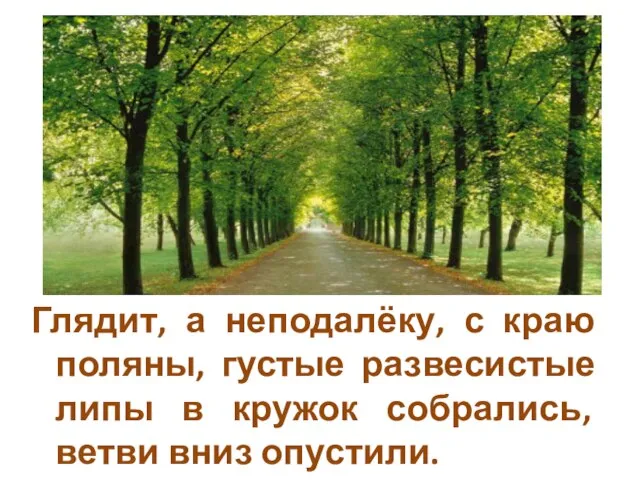 Глядит, а неподалёку, с краю поляны, густые развесистые липы в кружок собрались, ветви вниз опустили.