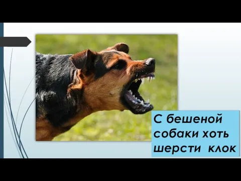 С бешеной собаки хоть шерсти клок