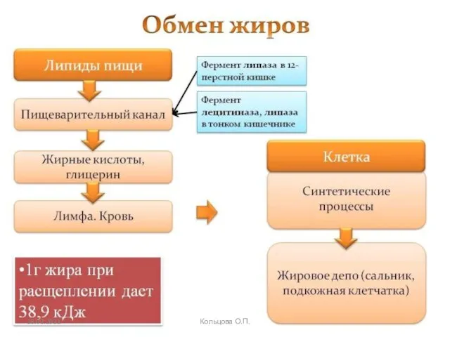 18.02.2021 Кольцова О.П.