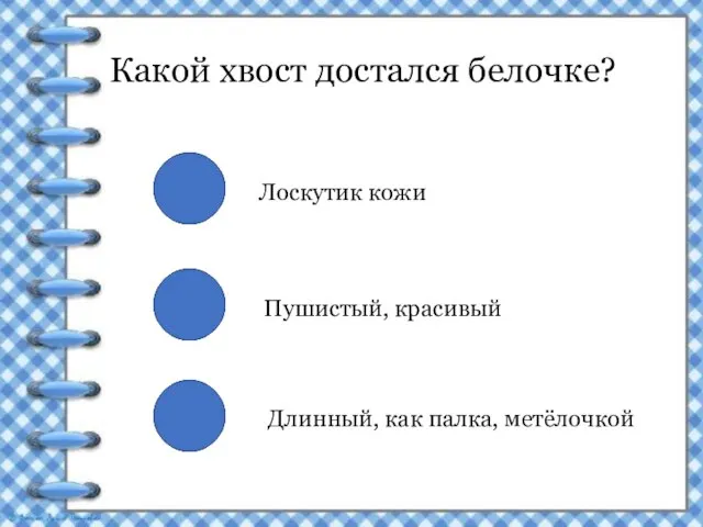 Какой хвост достался белочке? Лоскутик кожи Пушистый, красивый Длинный, как палка, метёлочкой