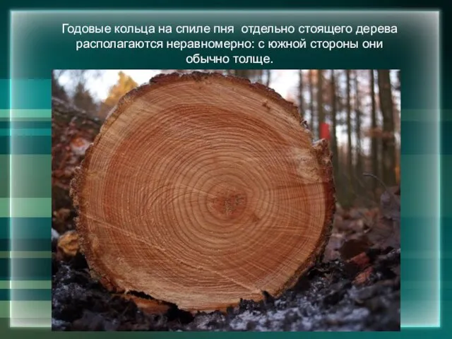 Годовые кольца на спиле пня отдельно стоящего дерева располагаются неравномерно: с южной стороны они обычно толще.