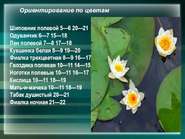 Шиповник полевой 5—6 20—21 Одуванчик 6—7 15—18 Лен полевой 7—8 17—18 Кувшинка