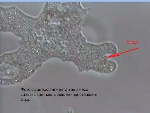 Фото с видеофрагмента, где амёба захватывает мельчайшего простейшего - бодо