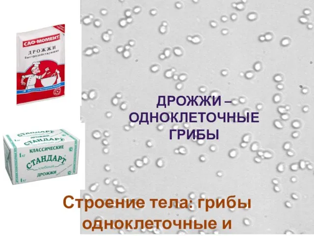 ДРОЖЖИ – ОДНОКЛЕТОЧНЫЕ ГРИБЫ Строение тела: грибы одноклеточные и многоклеточные