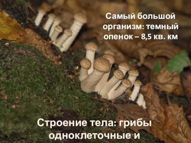 Самый большой организм: темный опенок – 8,5 кв. км Строение тела: грибы одноклеточные и многоклеточные