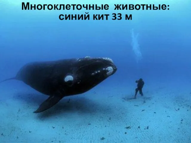 Многоклеточные животные: синий кит 33 м