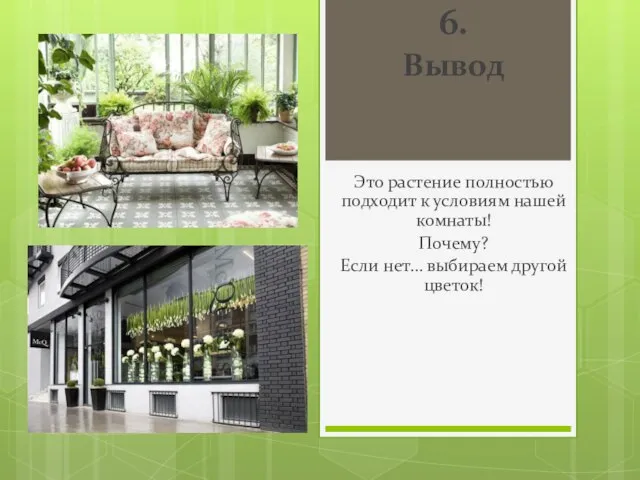 6. Вывод Это растение полностью подходит к условиям нашей комнаты! Почему? Если нет… выбираем другой цветок!