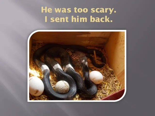He was too scary. I sent him back.