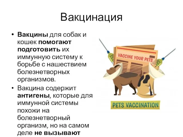 Вакцинация Вакцины для собак и кошек помогают подготовить их иммунную систему к