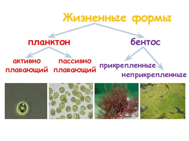Жизненные формы планктон бентос активно плавающий пассивно плавающий неприкрепленные прикрепленные