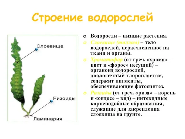 Строение водорослей Водоросли – низшие растения. Слоевище (таллом) – тело водорослей, нерасчлененное