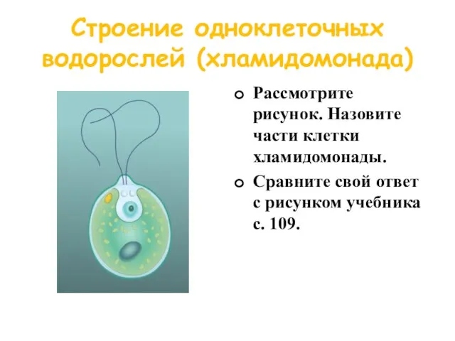 Строение одноклеточных водорослей (хламидомонада) Рассмотрите рисунок. Назовите части клетки хламидомонады. Сравните свой